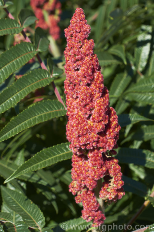 Stag's Horn. Sumach (<i>Rhus typhina</i>), a deciduous shrub or small tree up to 6m high and wide, native to temperate eastern North America. It is known for its vivid autumn foliage colours and the velvety red fruiting heads (shown here</i>) that develop from tiny yellow-green flowers. rhus-2719htm'>Rhus. <a href='anacardiaceae-plant-family-photoshtml'>Anacardiaceae</a>.