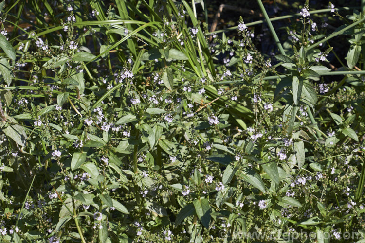 Water. Speedwell or Brook. Pimpernel (<i>Veronica anagallis-aquatica</i>), a marginal pond plant with decumbent stems that strike roots as the spread. It is a perennial that is so widely naturalised that its true native range is difficult to establish. Its spikes of tiny pale blue flowers open in summer. The stems can grow to over 1m tall