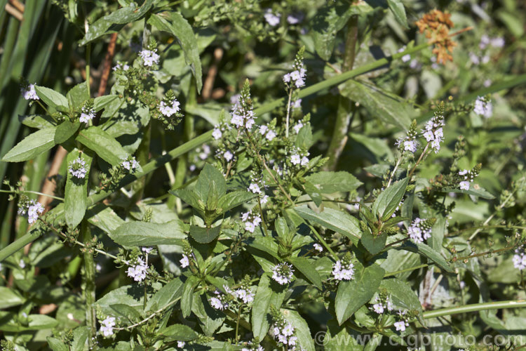 Water. Speedwell or Brook. Pimpernel (<i>Veronica anagallis-aquatica</i>), a marginal pond plant with decumbent stems that strike roots as the spread. It is a perennial that is so widely naturalised that its true native range is difficult to establish. Its spikes of tiny pale blue flowers open in summer. The stems can grow to over 1m tall