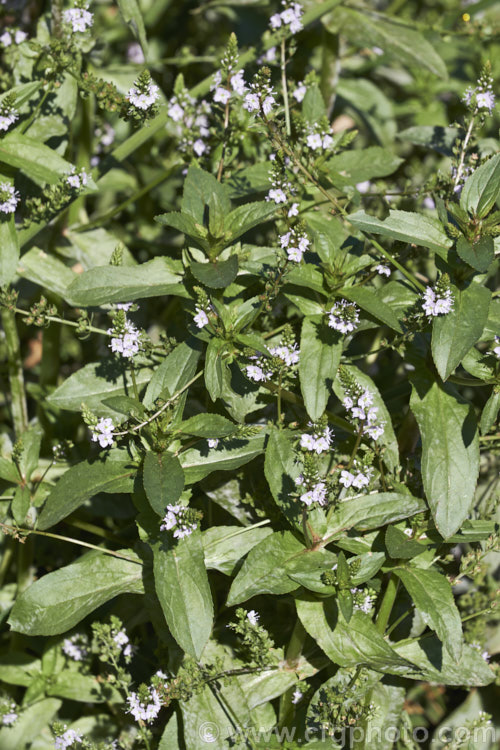Water. Speedwell or Brook. Pimpernel (<i>Veronica anagallis-aquatica</i>), a marginal pond plant with decumbent stems that strike roots as the spread. It is a perennial that is so widely naturalised that its true native range is difficult to establish. Its spikes of tiny pale blue flowers open in summer. The stems can grow to over 1m tall