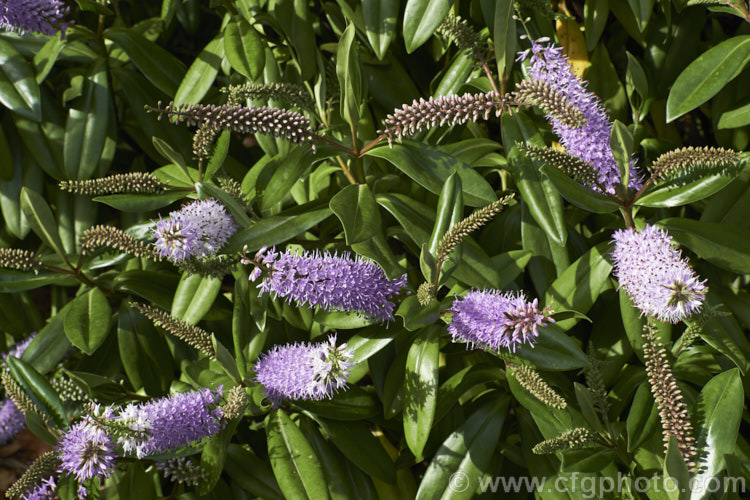 Veronica speciosa (syn. Hebe speciosa</i>) 'Blue', also known as 'Azure', this is strong growing cultivar of a usually purple-pink-flowered New Zealand evergreen shrub found in coastal parts of the North Island and the far north of the South Island