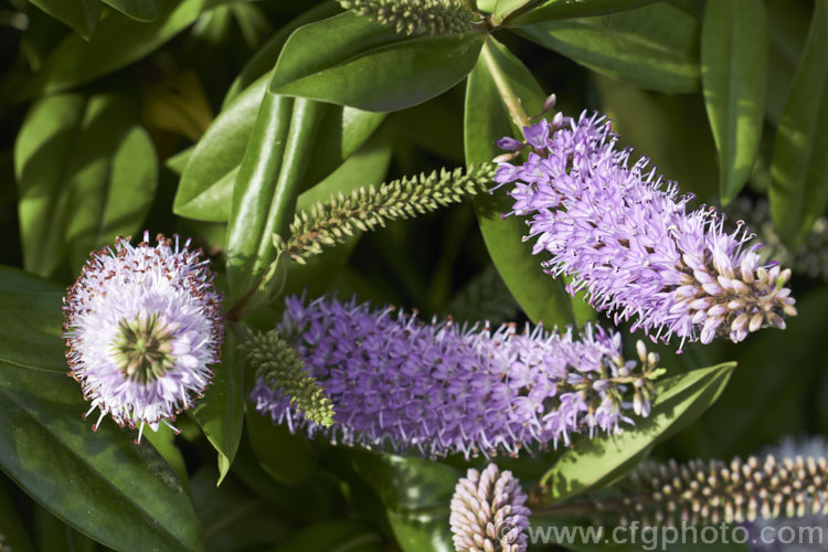 Veronica speciosa (syn. Hebe speciosa</i>) 'Blue', also known as 'Azure', this is strong growing cultivar of a usually purple-pink-flowered New Zealand evergreen shrub found in coastal parts of the North Island and the far north of the South Island