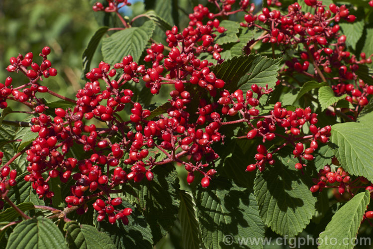 The fruits of the Japanese Snowball (<i>Viburnum plicatum</i>), a 3m tall deciduous, spring-flowering shrub native to Japan and China. Red berries, ripening to black, follow the flower heads, which are green on first opening, mature to white and may develop pink tones with age. viburnum-2081htm'>Viburnum.. viburnum-2081htm'>Viburnum. <a href='adoxaceae-plant-family-photoshtml'>Adoxaceae</a>.