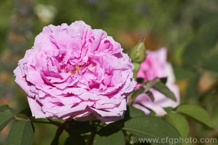 Rosa 'Madame Knorr', a Portland rose raised by Verdier of France in 1855. Order: Rosales, Family: Rosaceae