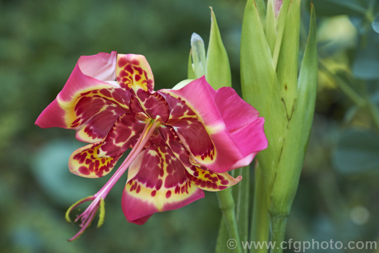 Jockey's Cap (<i>Tigridia pavonia</i>), a widely cultivated. Mexican bulb that is found in a variety of colours. The flowers last only one day but appear in succession through summer. Order: Asparagales, Family: Iridaceae