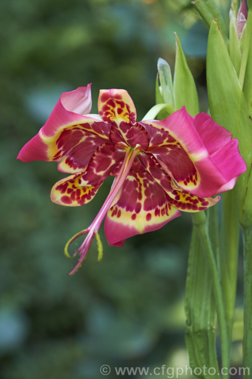 Jockey's Cap (<i>Tigridia pavonia</i>), a widely cultivated. Mexican bulb that is found in a variety of colours. The flowers last only one day but appear in succession through summer. Order: Asparagales, Family: Iridaceae