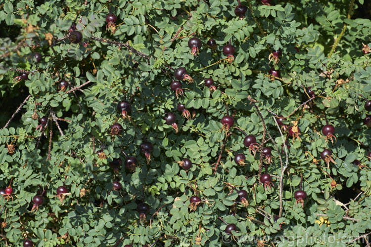 The glaucous foliage and hips of Rosa pimpinellifolia 'Single. Cherry', a compact form of the Scotch rose. The deep pink flowers are followed by these deep purple to black hips. Order: Rosales, Family: Rosaceae