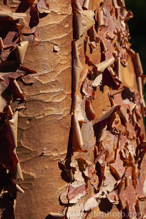 The peeling bark of Paperbark Maple (<i>Acer griseum</i>), a 6-12m tall tree from central China. Its foliage does not colour reliably in autumn but usually develops splashes of purple-red. Order: Sapindales, Family: Sapindaceae