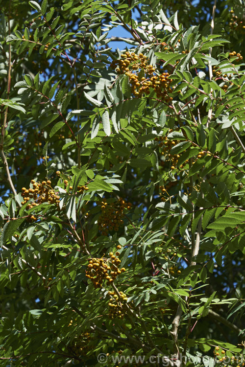 Esserteau's Rowan (<i>Sorbus esserteauana [syn. Sorbus esserteauiana]), a deciduous, 8-12m tall tree native to western China. Its spring-borne heads of small white flowers develop into clusters of red fruits or, less commonly, the golden yellow to orange fruit shown here. sorbus-2143htm'>Sorbus.