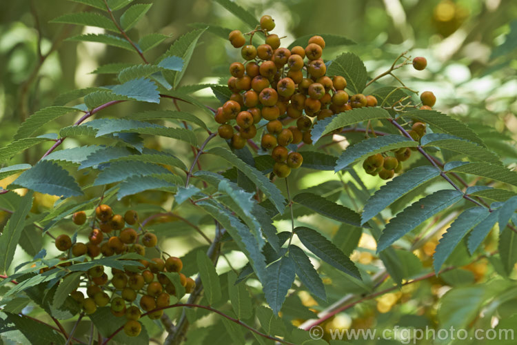Esserteau's Rowan (<i>Sorbus esserteauana [syn. Sorbus esserteauiana]), a deciduous, 8-12m tall tree native to western China. Its spring-borne heads of small white flowers develop into clusters of red fruits or, less commonly, the golden yellow to orange fruit shown here. sorbus-2143htm'>Sorbus.