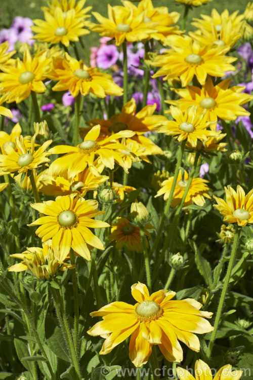 Rudbeckia 'Prairie. Sun', often listed under. Rudbeckia hirta, but possibly a hybrid, 'Prairie. Sun' grows to around 85cm tall and has pure yellow flowerheads, often with ray florets that are darker at the base. It is most often cultivated as an annual. Rudbeckia is a North American daisy genus. rudbeckia-2220htm'>Rudbeckia.
