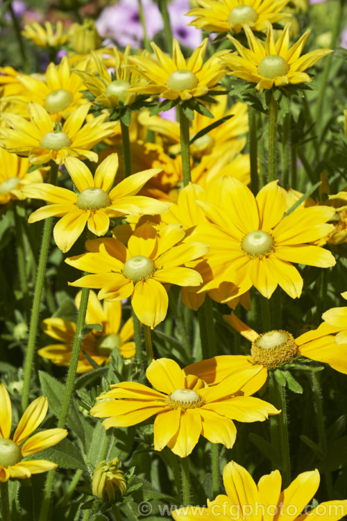 Rudbeckia 'Prairie. Sun', often listed under. Rudbeckia hirta, but possibly a hybrid, 'Prairie. Sun' grows to around 85cm tall and has pure yellow flowerheads, often with ray florets that are darker at the base. It is most often cultivated as an annual. Rudbeckia is a North American daisy genus. rudbeckia-2220htm'>Rudbeckia.
