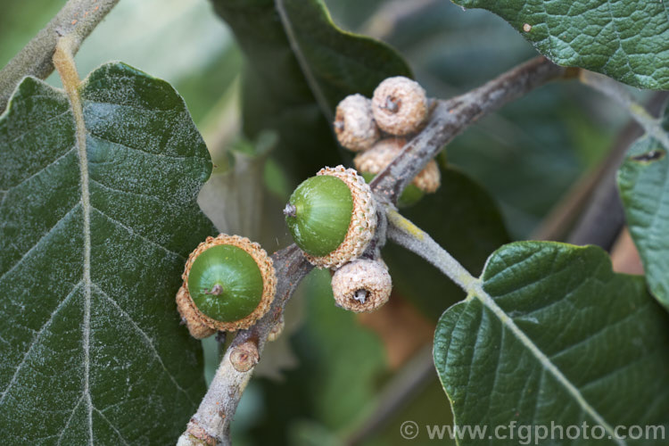 The summer foliage and developing acorns of the Leatherleaf Mexican Oak (<i>Quercus crassifolia</i>), an evergreen to semi-deciduous tree native to the mountains of central Mexico. It can grow to around 25m tall and is notable for its thick, roughly textured foliage that has a buff indumentum on the undersides and all over the very young leaves. In the wild it often crosses with Quercus crassipes to form a hybrid known as Quercus x dysophylla