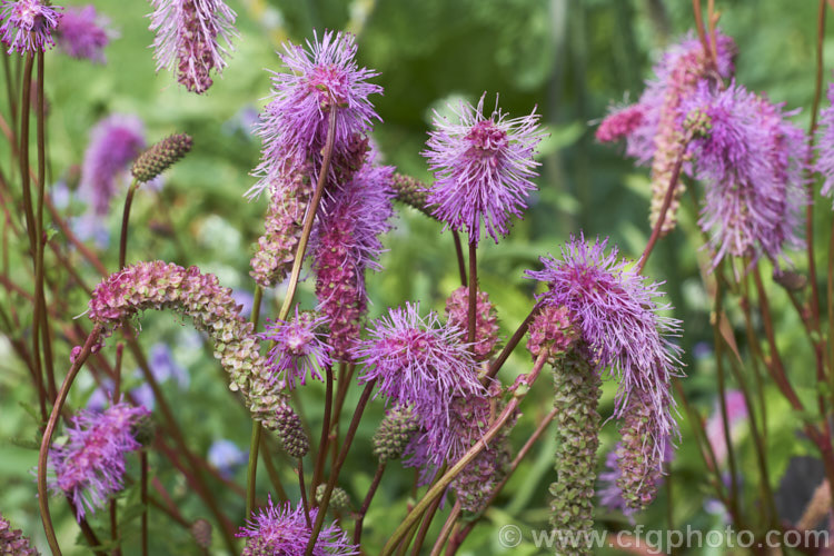 Sanguisorba tenuifolia (<i>Poterium tenuifolium</i>), a late spring to midsummer-flowering herbaceous perennial found in Japan and neighbouring temperate parts of the East Asian mainland. sanguisorba-3276htm'>Sanguisorba.