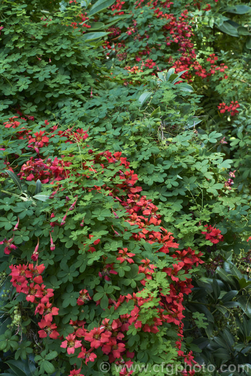 Flame. Nasturtium or Scottish. Flame. Flower (<i>Tropaeolum speciosum</i>), a vivid summer-flowering rhizomatous perennial climber native to Chile. It often naturalises in cool, moist conditions and has become widely established in Britain, hence the common name. Scottish. Flame. Flower, despite its. South American origins. tropaeolum-3375htm'>Tropaeolum. <a href='tropaeolaceae-plant-family-photoshtml'>Tropaeolaceae</a>.