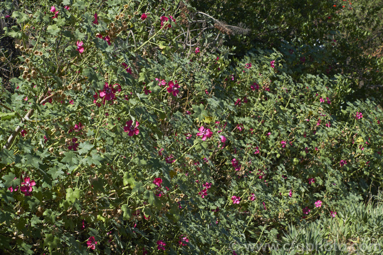 Island Mallow or Mission Mallow (<i>Malva assurgentiflora [syn. Lavatera assurgentiflora]), a 3m high x 3m wide, long-flowering, soft-stemmed, evergreen shrub native to California. Once quite rare in the wild, it is now spreading and has become established in several other countries, where it is usually considered a minor weed. Order: Malvales, Family: Malvaceae