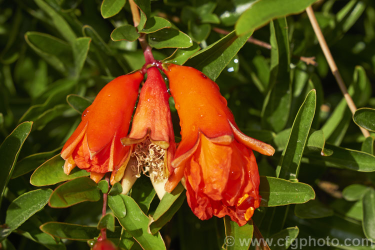 Pomegranate (<i>Punica granatum</i>), a summer- and autumn-flowering 2-6m tall shrub or small tree. The fruit needs warm summers to mature. The petals of the flowers are short lived and soon fall to leave the fleshy calyces and dried stamens. punica-2768htm'>Punica. <a href='lythraceae-plant-family-photoshtml'>Lythraceae</a>.