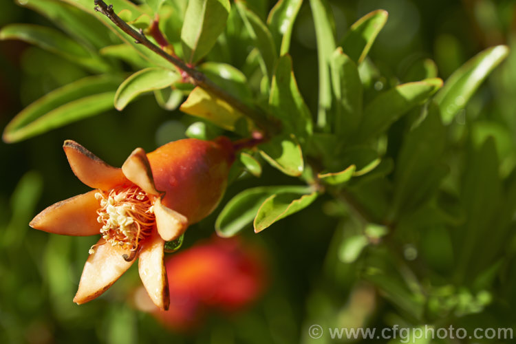 Pomegranate (<i>Punica granatum</i>), a summer- and autumn-flowering 2-6m tall shrub or small tree. The fruit needs warm summers to mature. The petals of the flowers are short lived and soon fall to leave the fleshy calyces and dried stamens. punica-2768htm'>Punica. <a href='lythraceae-plant-family-photoshtml'>Lythraceae</a>.