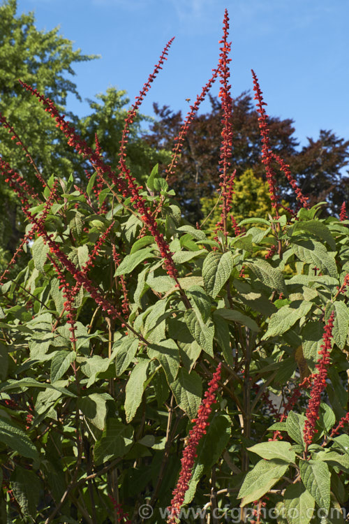 Salvia confertiflora, a very distinctive summer-flowering perennial sage from Brazil. It grows 1–2m tall with leaves up to 20cm long and flower spikes up to 30cm long. Order: Lamiales, Family: Lamiaceae