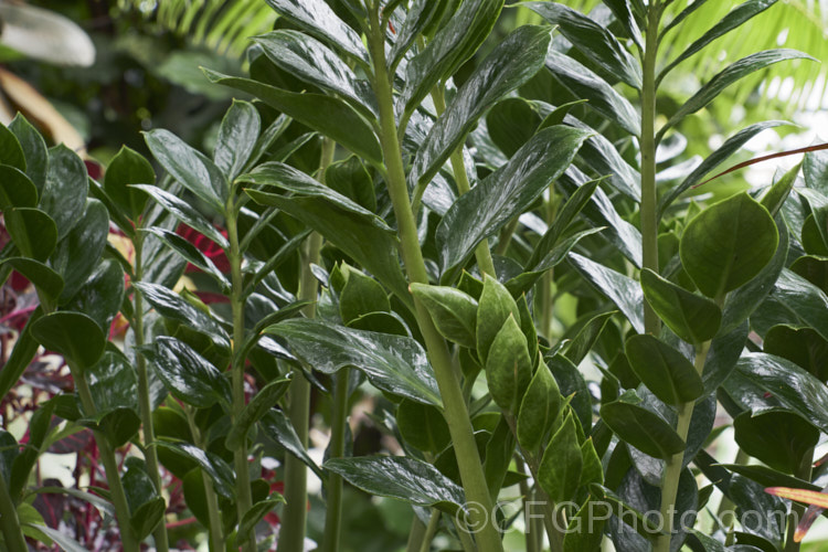 Zamioculcas zamiifolia, an evergreen perennial that occurs in East Africa from Kenya to northern South Africa. While grown primarily for its lush and glossy, cycad-like foliage, it will produce typical aroid flowerheads on stems that form at the base of the plant.