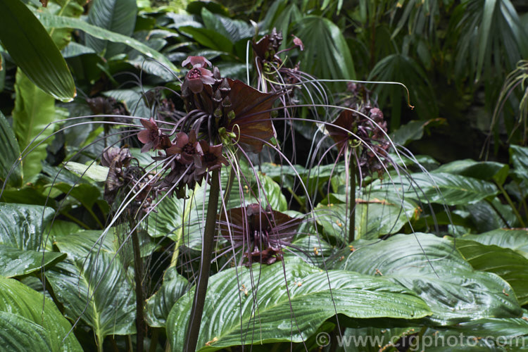 <a href='dioscoreaceae-plant-family-photoshtml'>Dioscoreaceae</a>