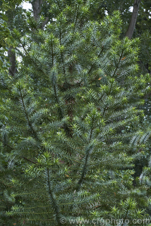 Parana Pine, Brazilian Pine or Candelabra Tree (<i>Araucaria angustifolia</i>), an evergreen conifer up to 40m tall, found in Brazil and neighbouring parts of Paraguay and Argentina, usually in mountain forests at elevations up to 1800m. Its branches are covered in fierce, sharp edged, spine-tipped leaves, as is the trunk when young. When mature, the tree has branches held in a distinctive radiating pattern resembling a candelabra. Order: Pinales, Family: Araucariaceae