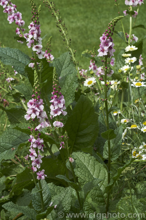 Verbascum phoeniceum, a biennial or short-lived perennial native to Central. Europe. The flower stems are up to 80cm tall and the flower colour ranges from pale pink to purple or white. verbascum-3385htm'>Verbascum. <a href='scrophulariaceae-plant-family-photoshtml'>Scrophulariaceae</a>.