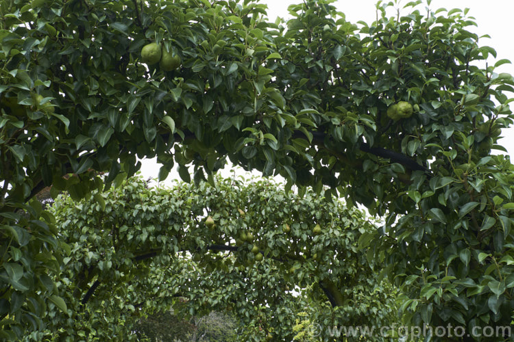 Pears ripening in late summer. These trees are trained over steel hopes around 3m high. The cultivar shown here are 'Williams' Bon Chretian', 'Beurre Bosc' and 'Conference'. Order: Rosales, Family: Rosaceae
