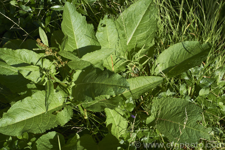 Bitter Dock or Broad-leaved Dock (<i>Rumex obtusifolius</i>), a perennial weed, originally of European origin, that is now widely distributed. Its strong, deep taproots make it difficult to remove by hand. The leaf veins and flower stems are often red-tinted, especially in dry, sunny conditions. Order: Caryophyllales, Family: Polygonaceae
