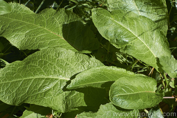 Bitter Dock or Broad-leaved Dock (<i>Rumex obtusifolius</i>), a perennial weed, originally of European origin, that is now widely distributed. Its strong, deep taproots make it difficult to remove by hand. The leaf veins and flower stems are often red-tinted, especially in dry, sunny conditions. Order: Caryophyllales, Family: Polygonaceae
