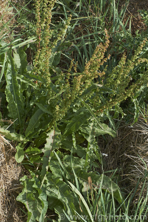 Curled Dock (<i>Rumex crispus</i>), a perennial weed, originally of European origin, that is now widely distributed. Its strong, deep taproots make it difficult to remove by hand. The leaf veins and flower stems are often red-tinted. Curled Dock has narrower leaves than those of Rumex obtusifolius</i>) and the edges are twisted. It also tends to grow in damper places and can be semi-aquatic. Order: Caryophyllales, Family: Polygonaceae