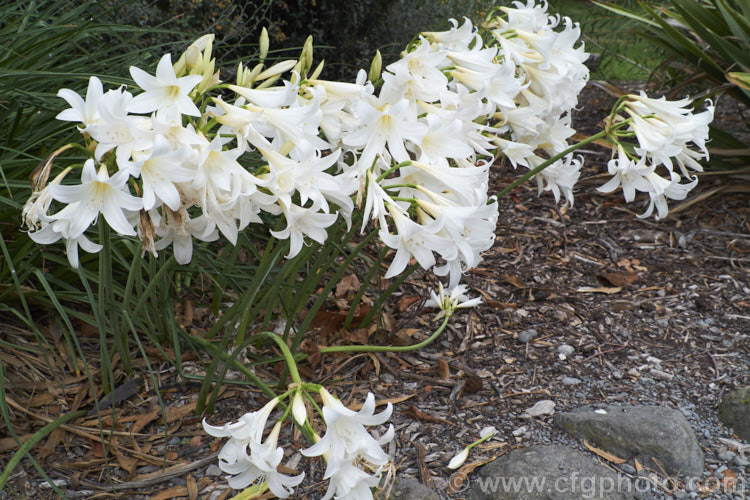 Amaryllis belladonna 'Alba', a creamy white-flowered cultivar of the Belladonna Lily or Naked Ladies, an autumn-flowering bulb native to South Africa. The flowers appear before the foliage develops. Order: Asparagales, Family: Amaryllidaceae