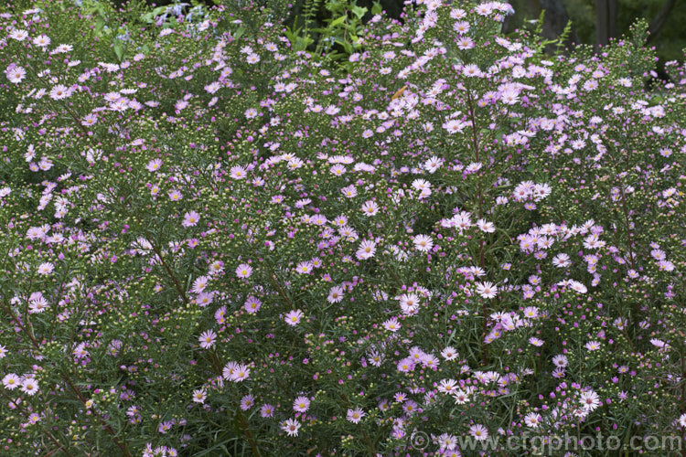 Heath. Aster (<i>Symphyotrichum ericoides [syn. Aster ericoides]), an autumn flowering herbaceous perennial found over much of North America, including northern Mexico. It can grow to over 15m tall, with a considerable spread. The flowerheads are most often white but also occur in pink shades, as shown here. symphyotrichum-2293htm'>Symphyotrichum.