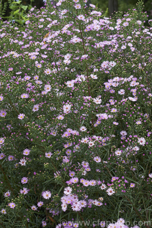 Heath. Aster (<i>Symphyotrichum ericoides [syn. Aster ericoides]), an autumn flowering herbaceous perennial found over much of North America, including northern Mexico. It can grow to over 15m tall, with a considerable spread. The flowerheads are most often white but also occur in pink shades, as shown here. symphyotrichum-2293htm'>Symphyotrichum.