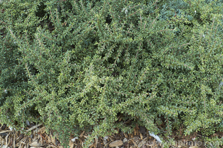 Cotoneaster thymifolius (syn. Cotoneaster microphyllus var. thymifolius</i>), a compact evergreen shrub to 1m tall, with small white flowers in summer and dull, deep pinkish-red fruit from autumn into winter. This Himalayan native is often used for low hedging.