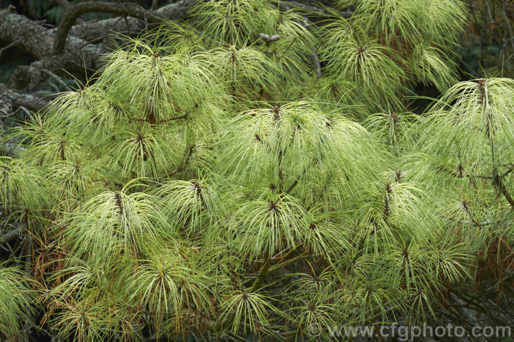 Variegated Himalayan White Pine (<i>Pinus wallichiana 'Frosty'), a cream and green-variegated foliage cultivar of a30-50m tall tree with long blue-green needles, a rather weeping habit and long narrow cones. Order: Pinales, Family: Pinaceae