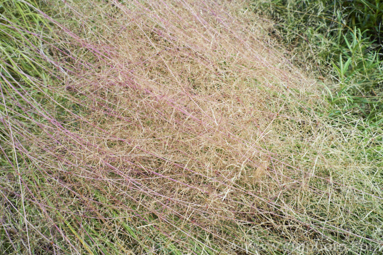 The mature seed heads of Pheasant's Tail Grass (<i>Anemanthele lessoniana [syns. Oryzopsis lessoniana, Stipa arundinacea]), a fine-leafed, clumping grass with airy, feathery flower and seed heads up to 1m tall It is native to New Zealand and in autumn and winter the foliage will often develop bright bronze to orange-brown tones. Order: Poales, Family: Poaceae