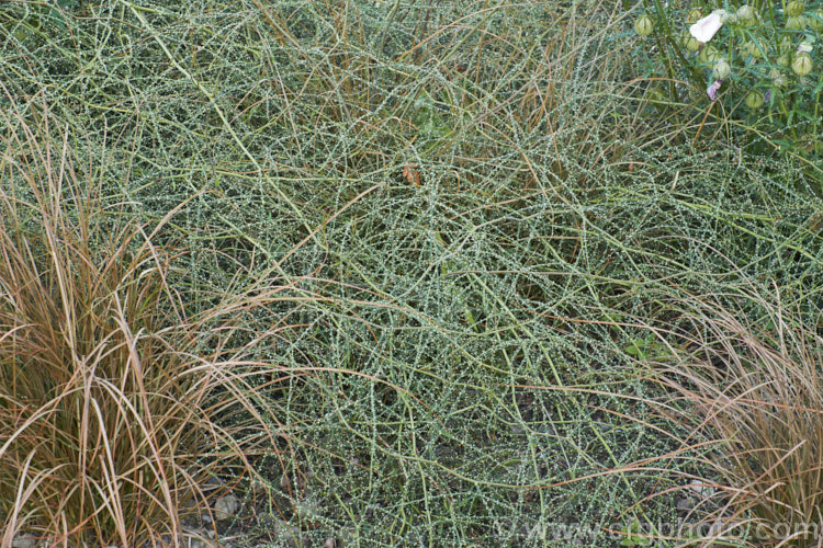 Yellow-thorned. Lawyer (<i>Rubus squarrosus</i>), a sprawling, scrambling New Zealand shrub that uses its hooked thorns to climb. It bears clusters of cream flowers followed by small, orange-red fruits. Classified as evergreen, though it is really near-leafless.