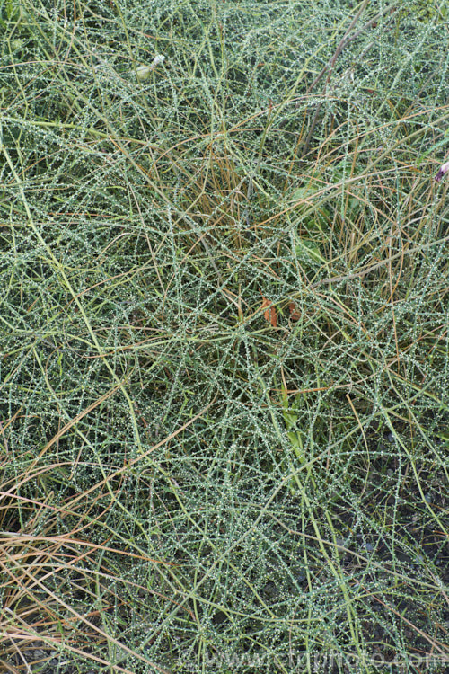 Yellow-thorned. Lawyer (<i>Rubus squarrosus</i>), a sprawling, scrambling New Zealand shrub that uses its hooked thorns to climb. It bears clusters of cream flowers followed by small, orange-red fruits. Classified as evergreen, though it is really near-leafless.