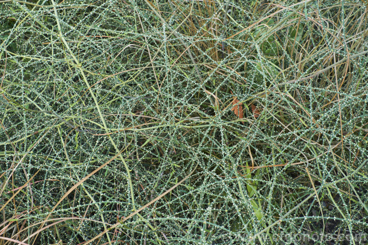 Yellow-thorned. Lawyer (<i>Rubus squarrosus</i>), a sprawling, scrambling New Zealand shrub that uses its hooked thorns to climb. It bears clusters of cream flowers followed by small, orange-red fruits. Classified as evergreen, though it is really near-leafless.