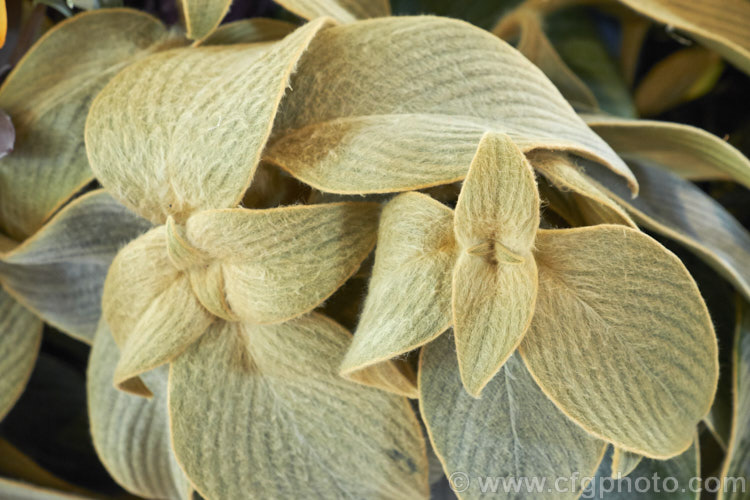 <a href='acanthaceae-plant-family-photoshtml'>Acanthaceae</a>