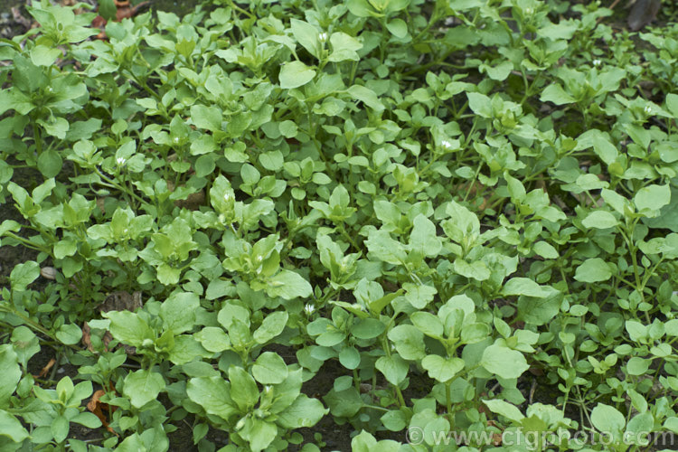 Chickweed (<i>Stellaria media</i>), an annual or short-lived perennial garden weed that often appears on recently cultivated ground. It has a cosmopolitan distribution. stellaria-2526htm'>Stellaria. Order: Caryophyllales, Family: Caryophyllaceae