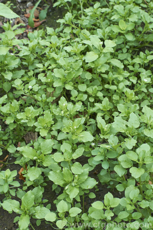 Chickweed (<i>Stellaria media</i>), an annual or short-lived perennial garden weed that often appears on recently cultivated ground. It has a cosmopolitan distribution. stellaria-2526htm'>Stellaria. Order: Caryophyllales, Family: Caryophyllaceae