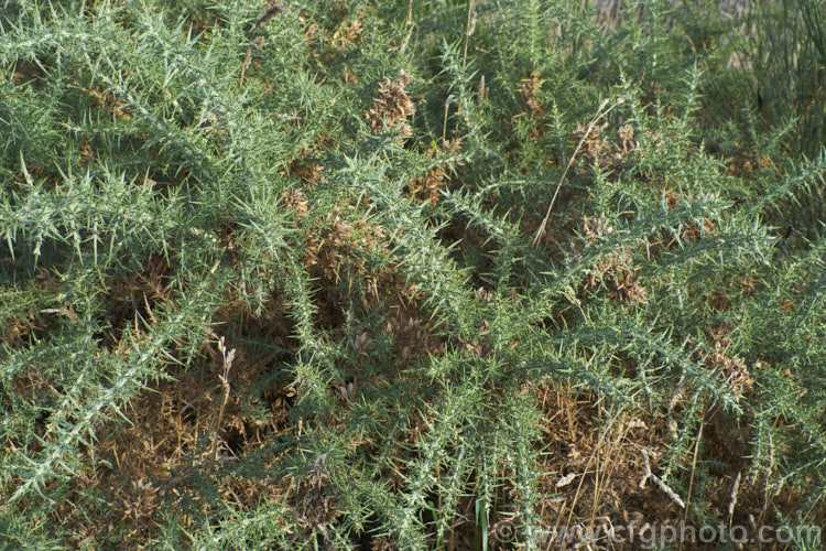 Gorse or Furze (<i>Ulex europaeus</i>) in autumn, without flowers. This mainly spring-flowering leguminous shrub is native to western Europe. It has become a weed in many parts of the world. ulex-2750htm'>Ulex.