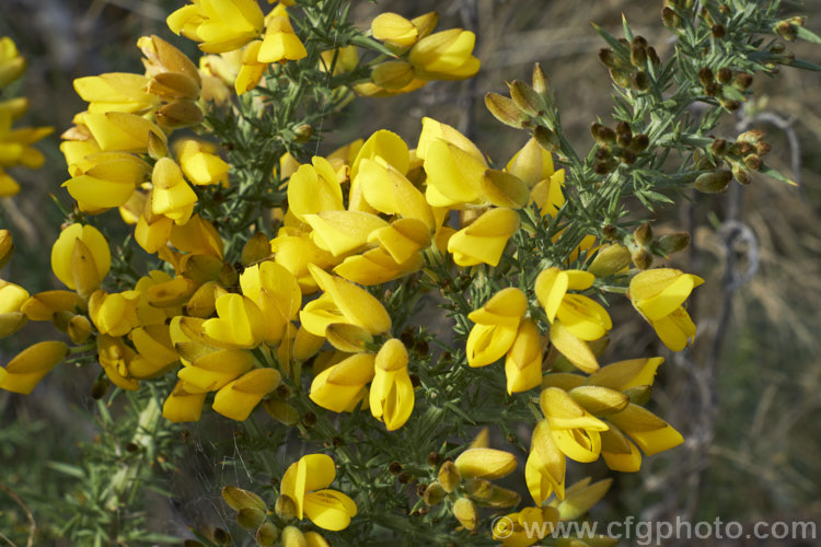 Gorse or Furze (<i>Ulex europaeus</i>), a mainly spring-flowering leguminous shrub native to western Europe. It has become a weed in many parts of the world. ulex-2750htm'>Ulex.