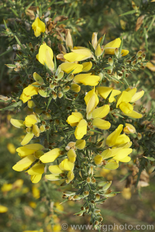 Gorse or Furze (<i>Ulex europaeus</i>), a mainly spring-flowering leguminous shrub native to western Europe. It has become a weed in many parts of the world. ulex-2750htm'>Ulex.