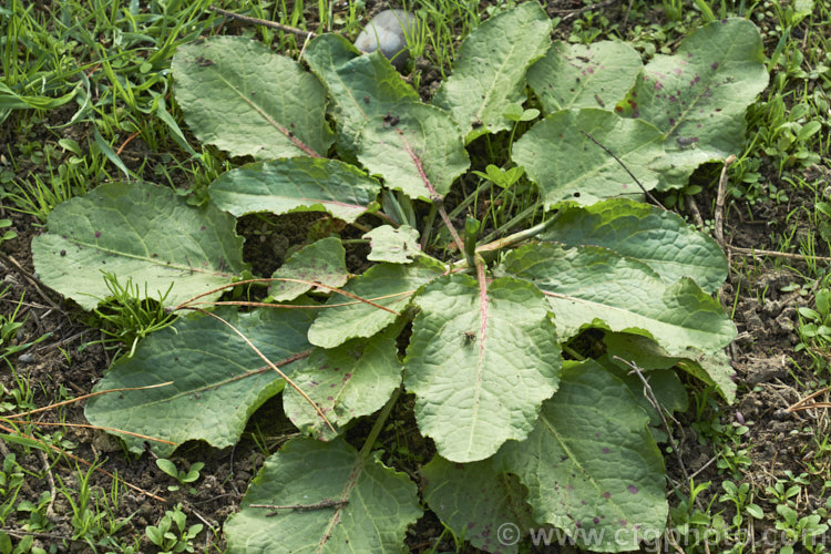 The overwintering foliage rosette of Bitter Dock or Broad-leaved Dock (<i>Rumex obtusifolius</i>), a perennial weed, originally of European origin, that is now widely distributed. Its strong, deep taproots make it difficult to remove by hand. The leaf veins and flower stems are often red-tinted, especially in dry, sunny conditions. Order: Caryophyllales, Family: Polygonaceae