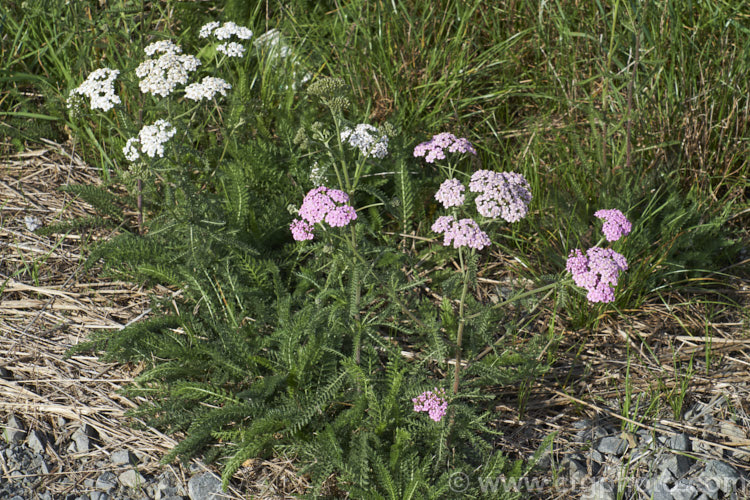 Common Yarrow (<i>Achillea millefolium</i>), a vigorous, summer-flowering, Eurasian perennial that has naturalised in many parts of the world. Although often considered a weed in its wild form, it has showy flowerheads that occur in a range of colours, as shown here, and it has given rise to many garden cultivars and hybrids. Yarrow also has many traditional herbal uses. Order: Asterales, Family: Asteraceae