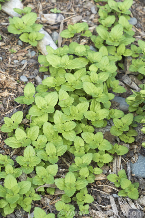Birdseye. Speedwell, Birdseye. Speedwell, Scrambling. Speedwell, Persian. Speedwell or Common Field Speedwell (<i>Veronica persica</i>), a low, spreading annual that is usually seen as a weed of cultivated ground or pasture. Originally native to Europe it has become widely naturalised