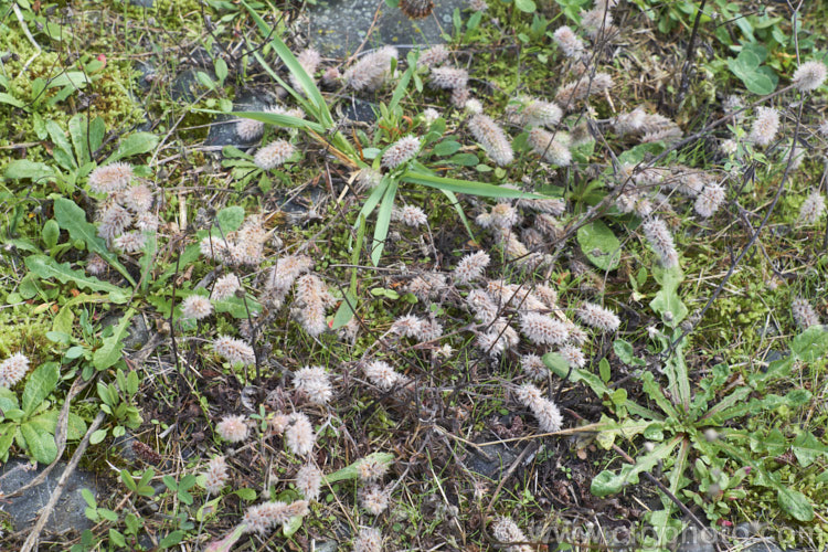 The dried seed heads of Haresfoot. Trefoil, Rabbitfoot. Clover or Stone. Clover (<i>Trifolium arvense</i>), a now widely naturalised Eurasian annual or biennial that is most commonly seen as a weed on sandy or stony ground. Its white flowers are tiny but they are crowded together in a downy pink inflorescence. trifolium-3369htm'>Trifolium.
